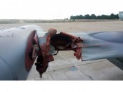 NATO zveřejnilo záběry srážky L-159 se supem, pilot dostal vyznamenání